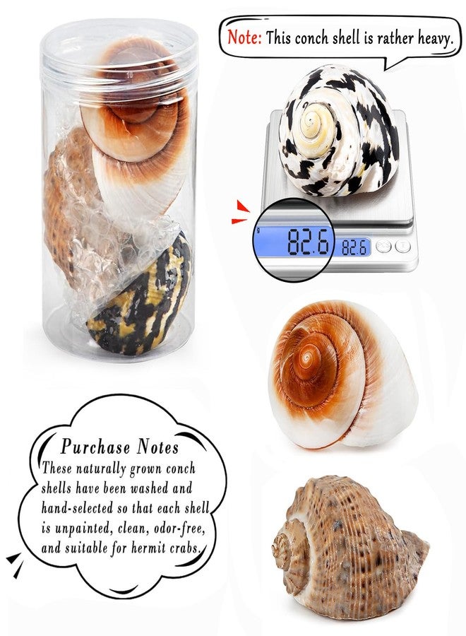 QICQDRAM Boutique Extra to Large Hermit Crab Shells 2.9"-3.3" Natural Hermit Crab Shells Opening Size 1.2" - 2" for Hermit Crab Turbo Growth Shells Hermit Crab Supplies - Image 2